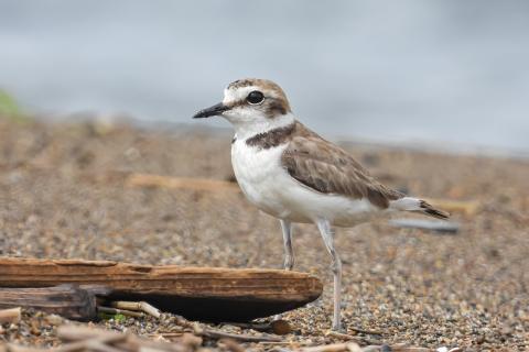 bird Plover