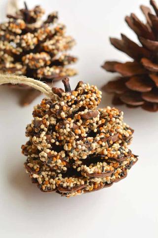 pinecone bird feeders